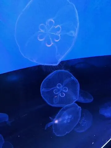 あや奥様Deparate