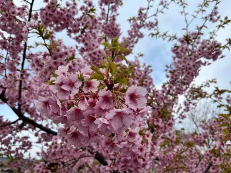 変更していますよ🌼🩵🩵🩵/春日みさき