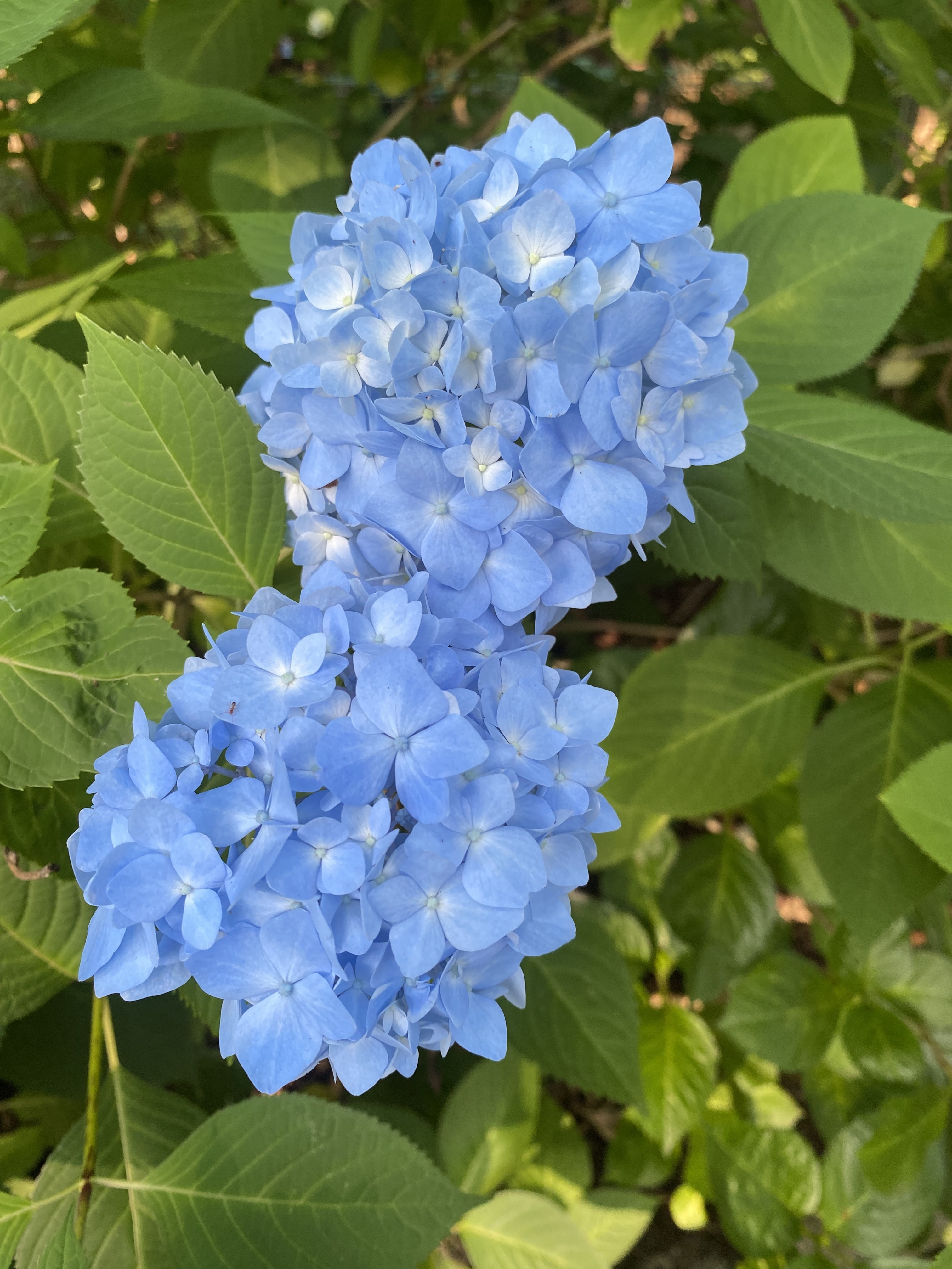 7月もよろしくお願いします