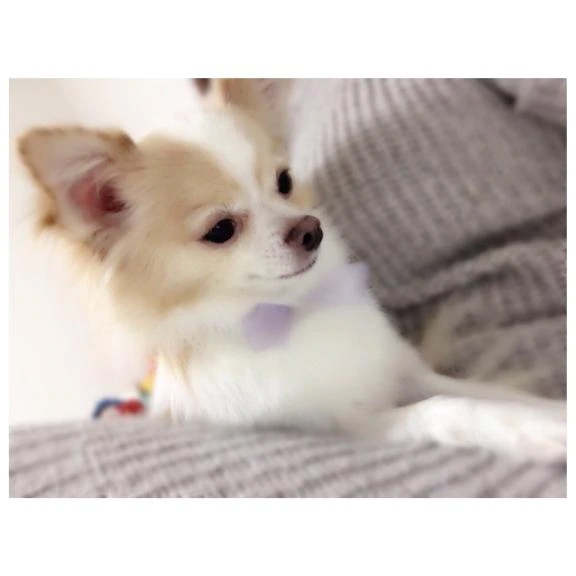 アニマルセラピー