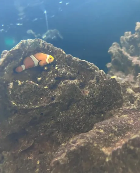 🐠✨/エム