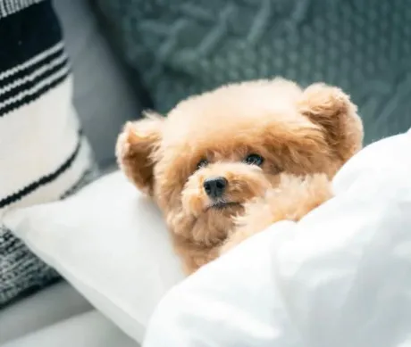 かすみ宮城仙南ちゃんこ