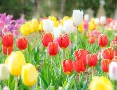 相川（あいかわ）熟女屋本舗