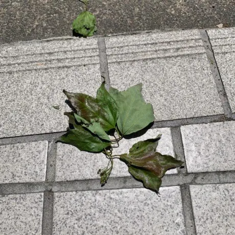 りこDRAMA