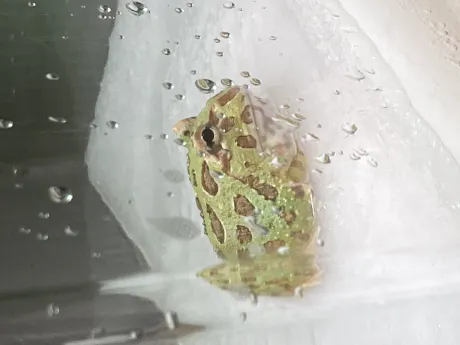 三月/【人妻コース】ちさと