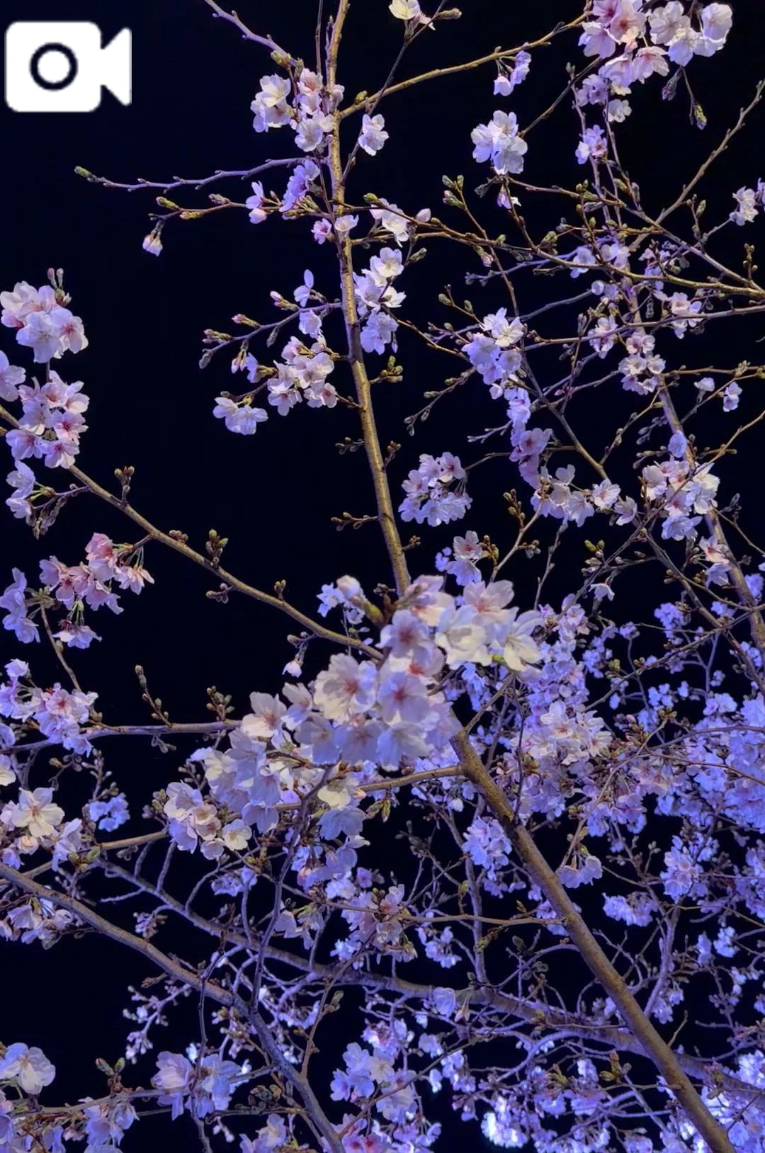 日向(ひなた)のブログ 夜桜見物してきました(*´꒳`*)♡