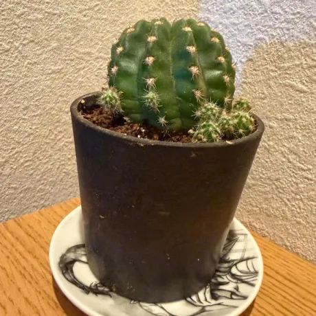 陽花瑠(ひかる)グランドオペラ福岡