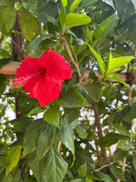 小鳥-ことり-のブログ 出勤します