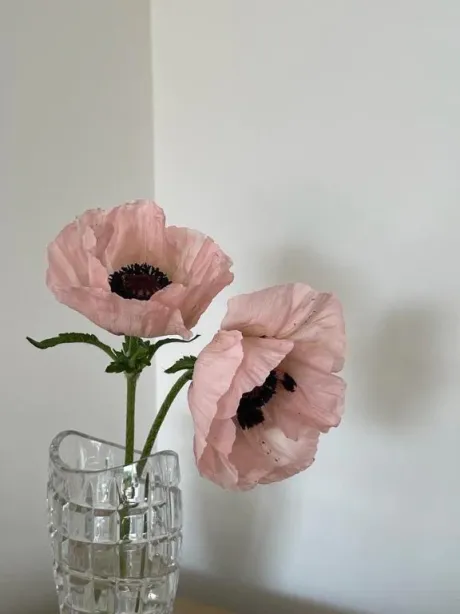 新人・葉月(はづき)のブログ 急遽🎀