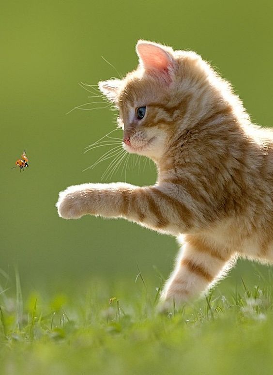 なおのブログ おはよう ( * ・ω・) ノ