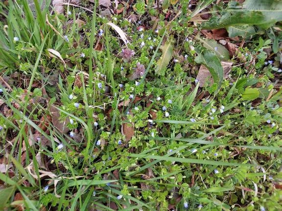 ミナミ人妻生レンタルーNTRー