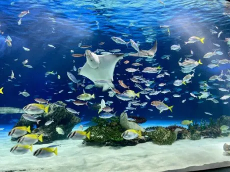 自己紹介🐡