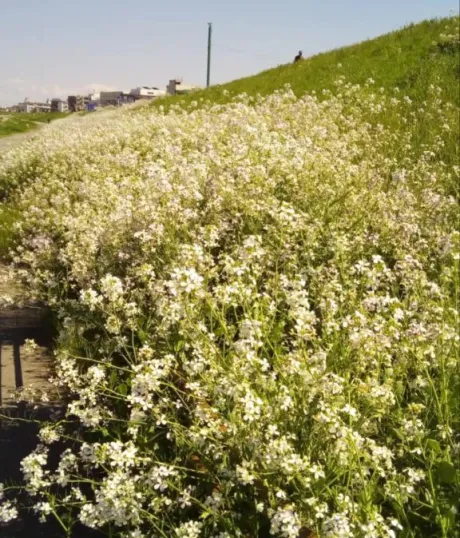 こんにちは/みれい