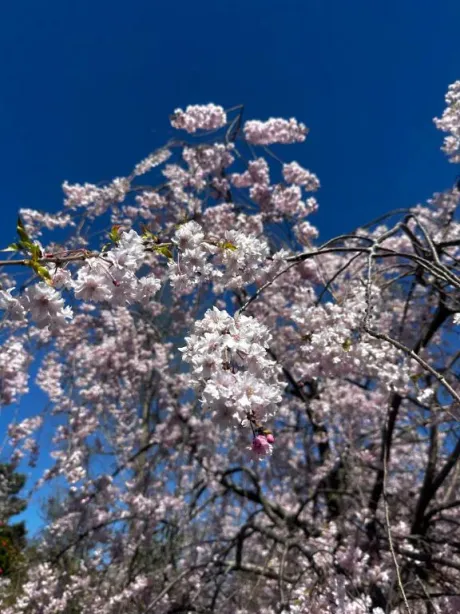 ゆずきのブログ あっという間に散っちゃった🌸