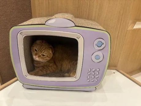 ふたばTEKOKI GIRLS COLLECTION