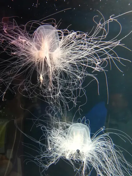 おはよーございます/つばき【青森】