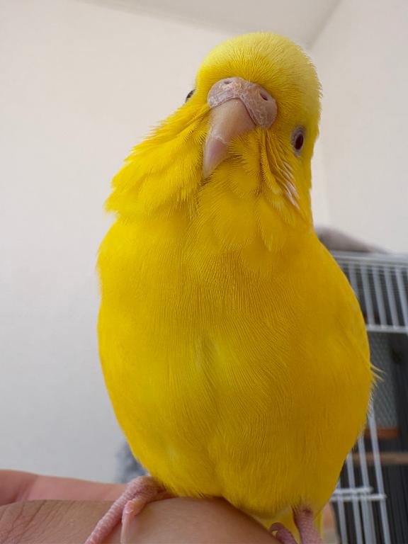 しおり素敵な女の子は好きですか?