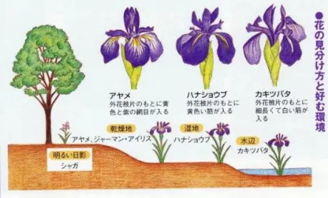いずれ菖蒲か杜若