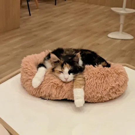 いつき奥様メモリアル