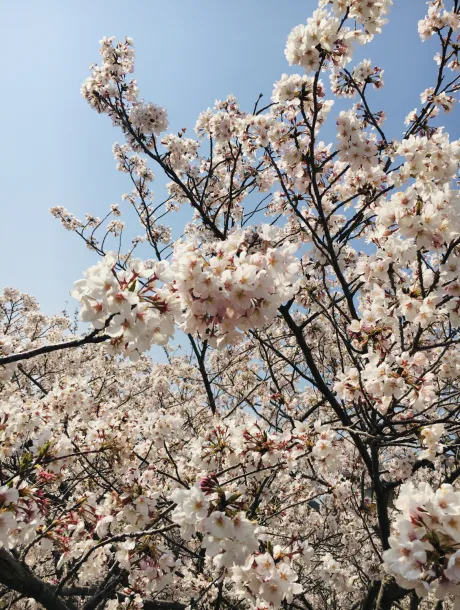 🌸/【盛岡】ホマレ