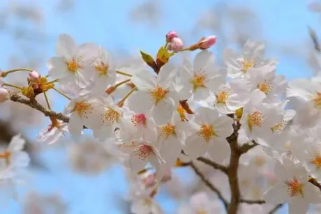 お花見🍀/相川（あいかわ）