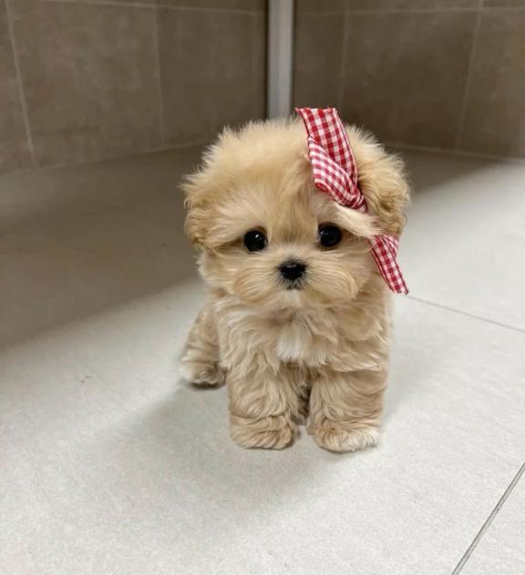 ご予約ありがとうございます