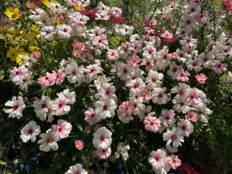 昨日ありがとう/かなた