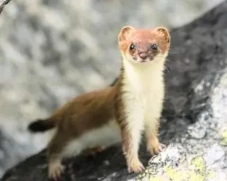 オコジョ😍/鈴夏(すずか)