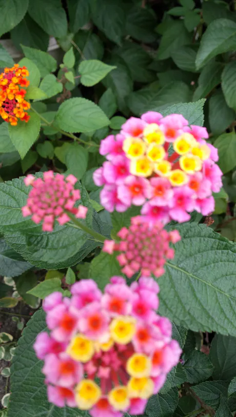 しずか奥鉄オクテツ仙台店（デリヘル市場グループ）