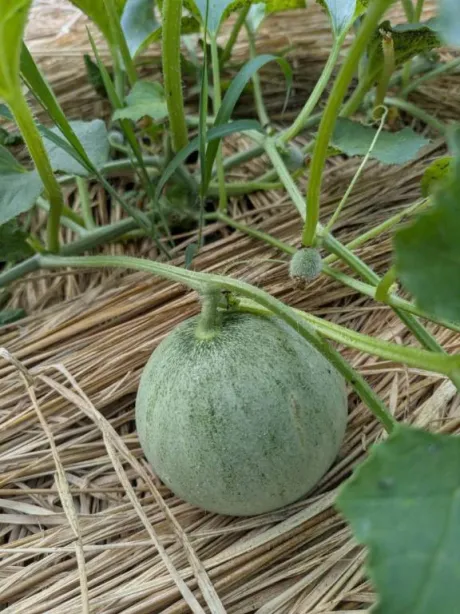 スイカ🍉