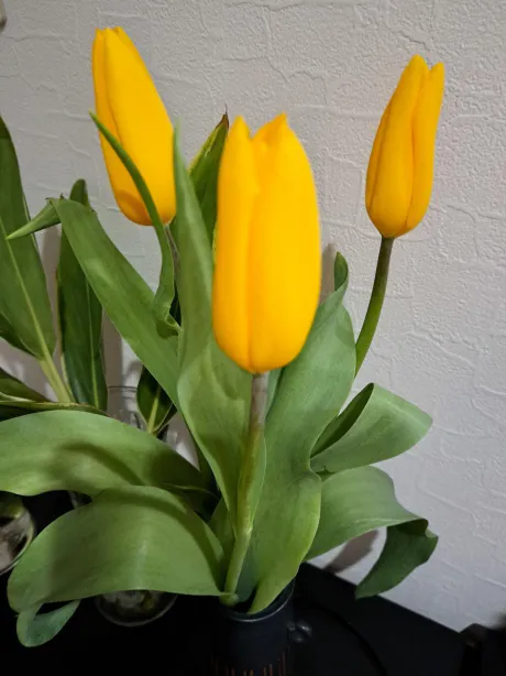 おはようございます/あや