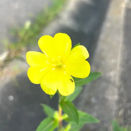 みなみ奥様メモリアル
