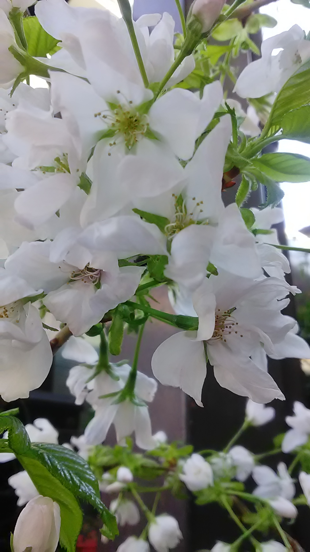 こんにちはです。