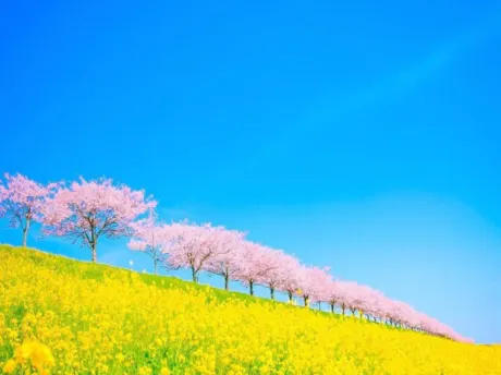 おはようございます/ゆりか