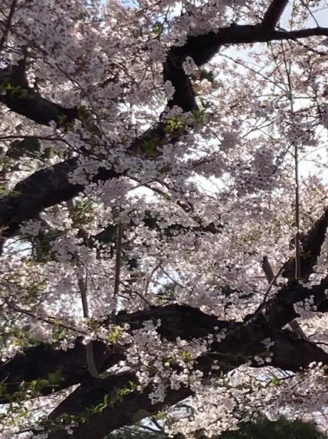 雲が縦に•••/みやび