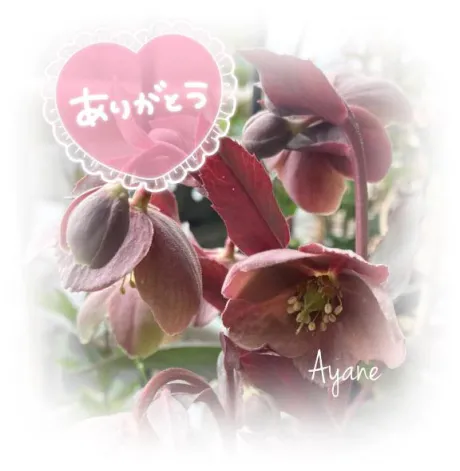 あやね奥様鉄道69　仙台店