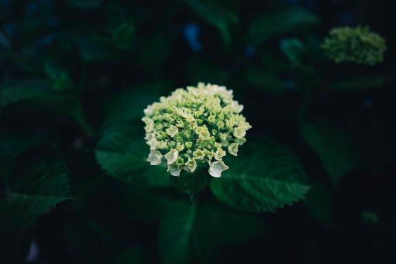 新人　さよDeliysCure仙台