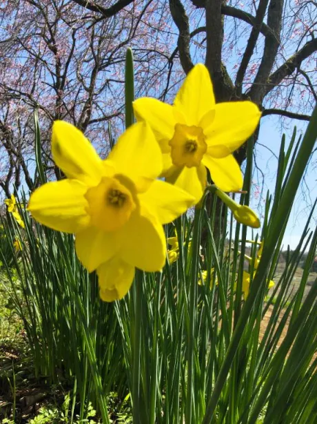 ありがとう/後藤(ごとう)