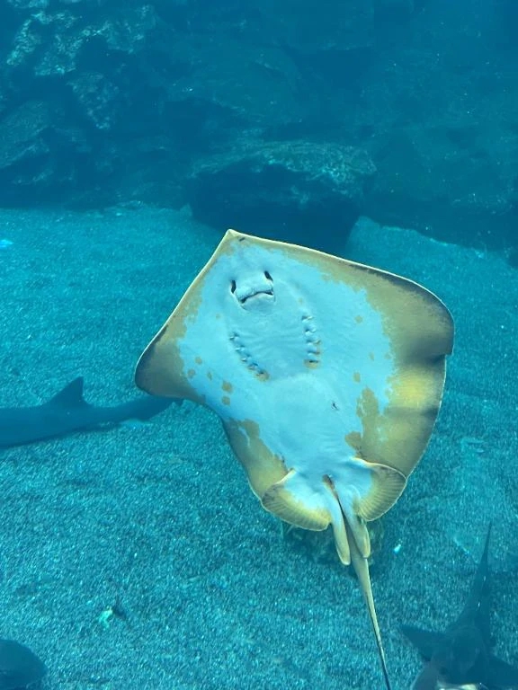 受付終了です(o・・o)/~