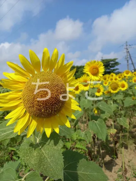 残暑お見舞い☀️🍉🌻