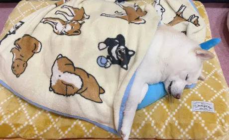 おはよう ( * ・ω・) ノ/なお