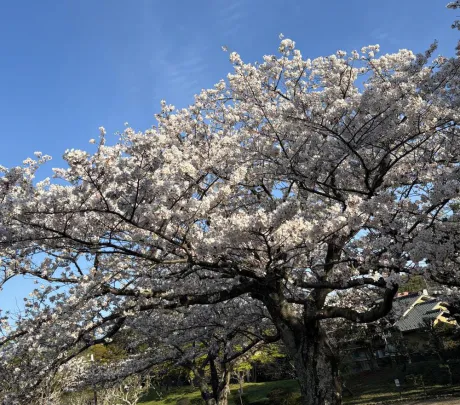 お久しぶりです/☆ゆきこ奥様