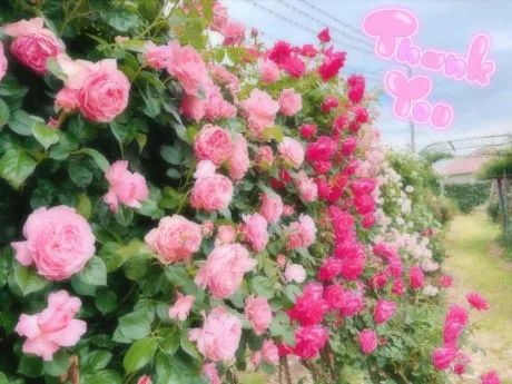 かえで愛 LAND-アイランド-