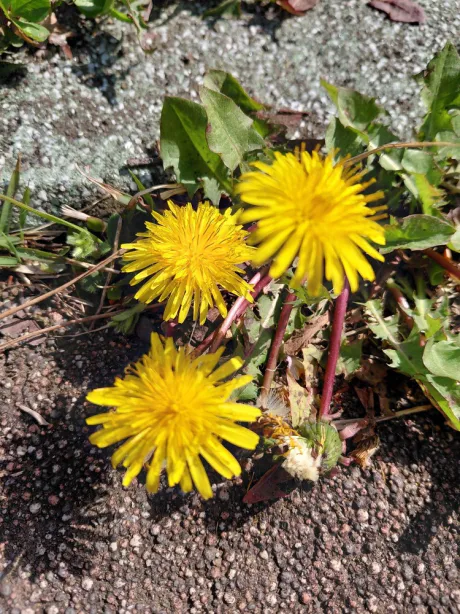 新人ありささん【業界初/青森】MIMOSA