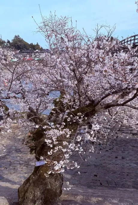 みずほ人妻の楽園