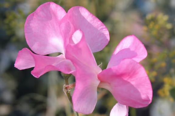 新人あず奥様メモリアル