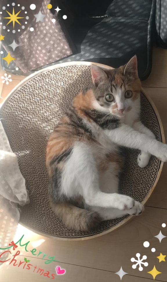 クリスマス・イヴですね🎄