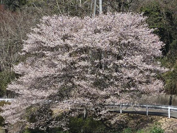 久々に/後藤(ごとう)