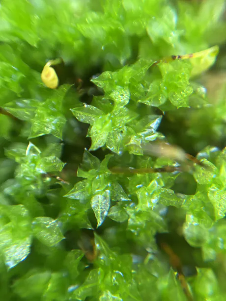 おは！雨！/責め好き♡ ユイ☆青森大釈迦