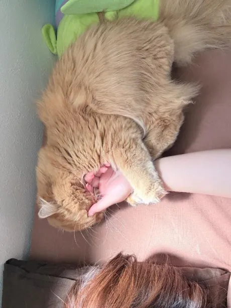 しゅ！/体験　れな